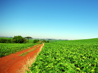 Microsoft has registered a blockchain platform for agriculture in Brazil